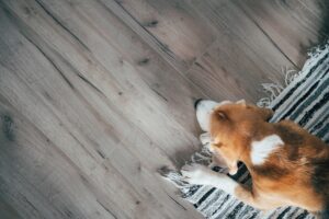 Pet friendly laminate flooring with dog on low pile area rug showing durable scratch resistant surface